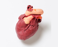 心臓2色モデル